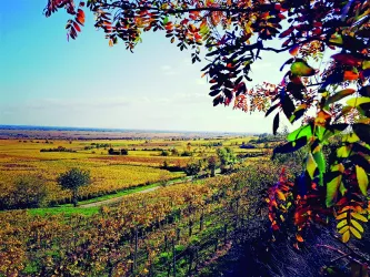 Rebenmeer bei Forst