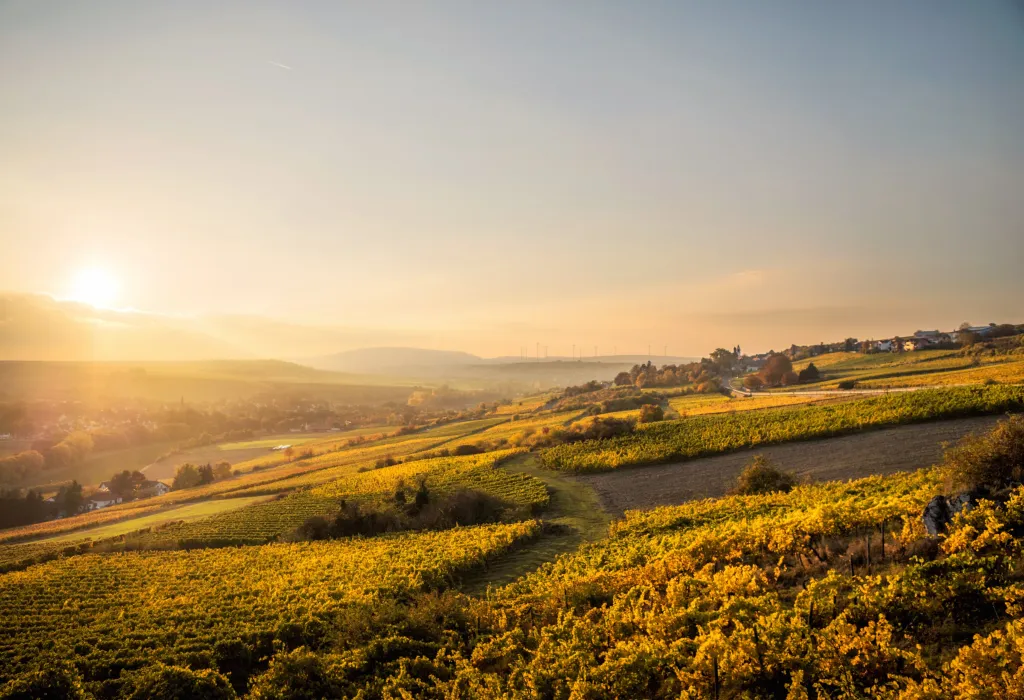 Weinlagen bei Mühlsheim