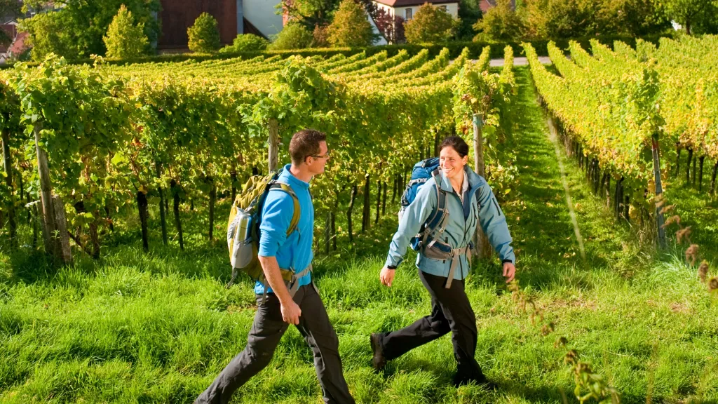 zwei Personen wandern durch Weinberge auf dem Pfälzer Weinsteig, im Hintergrund ist der Pfälzerwald und die Madenburg zu sehen