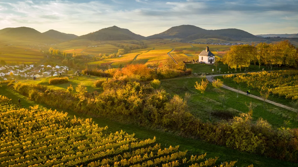 Weinberge und Pfälzerwald im Abendlicht 