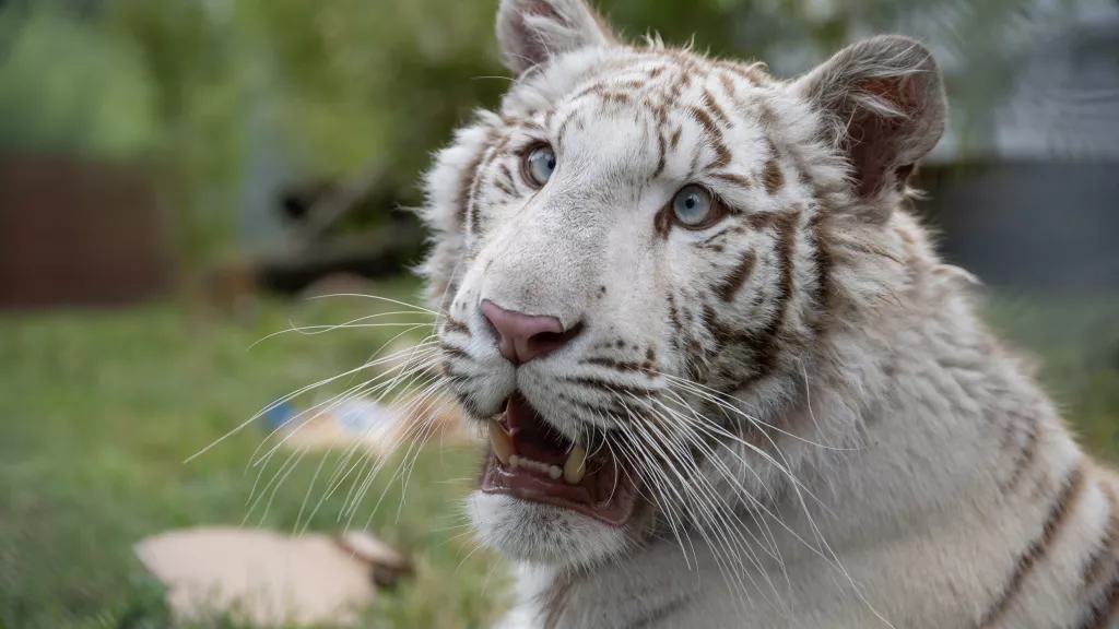 Die argentinische Tigerin Charlotta wurde durch eine Rettungsaktion aus illegaler Tierhaltung befreit.