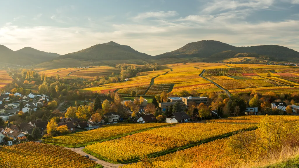 Blick von der Kleinen Kalmit auf den Pfälzerwald