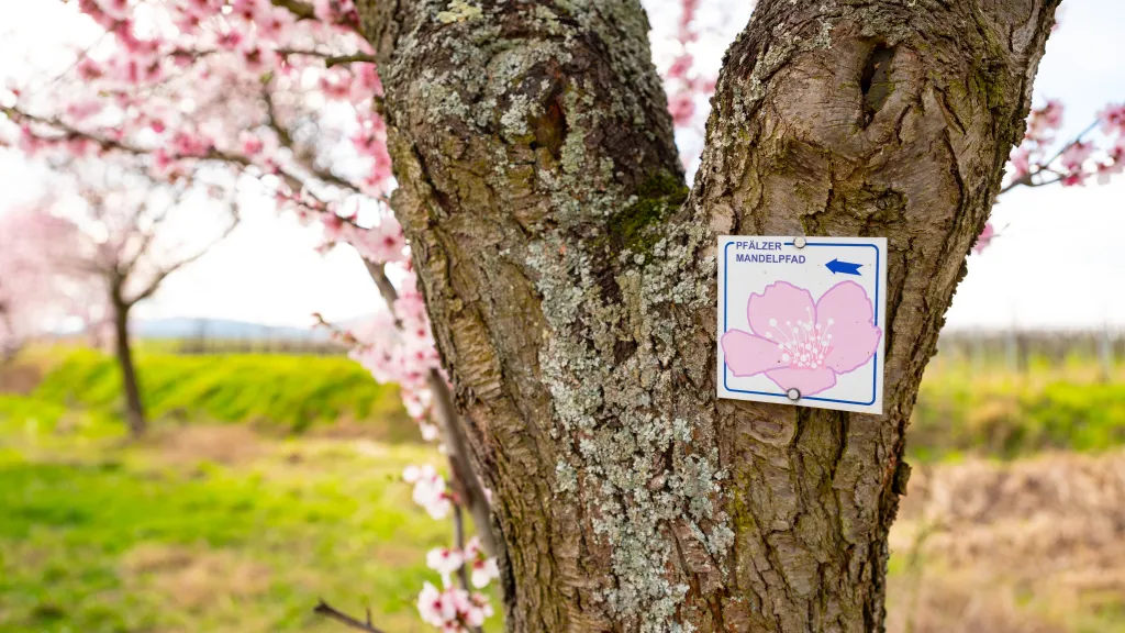 Pfälzer Mandelpfad