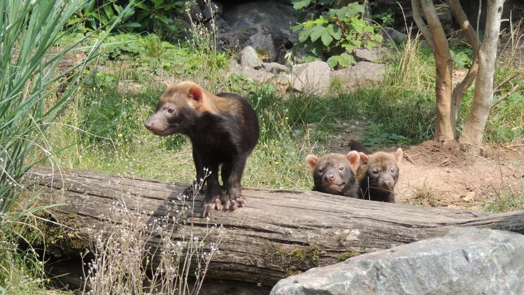 Kleine Waldhunde im Zoo Landau