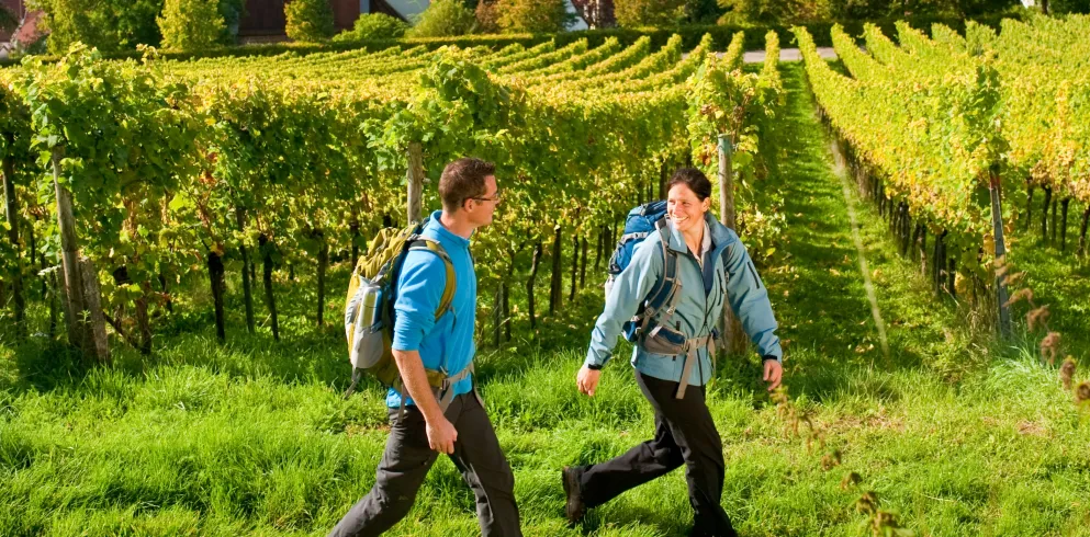 zwei Personen wandern durch Weinberge auf dem Pfälzer Weinsteig, im Hintergrund ist der Pfälzerwald und die Madenburg zu sehen