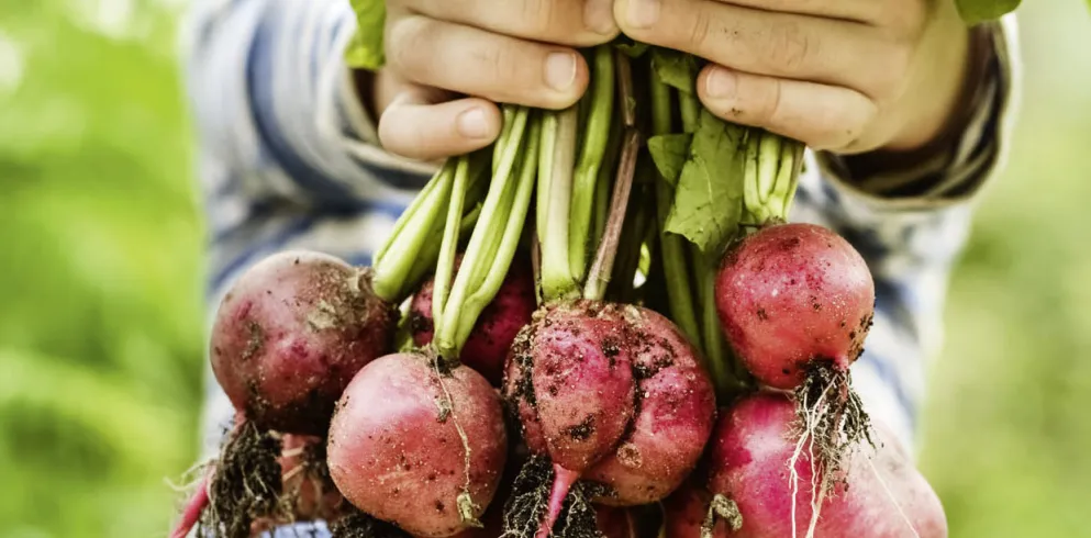 zwei Hände halten ein Bund Pfälzer Radieschen