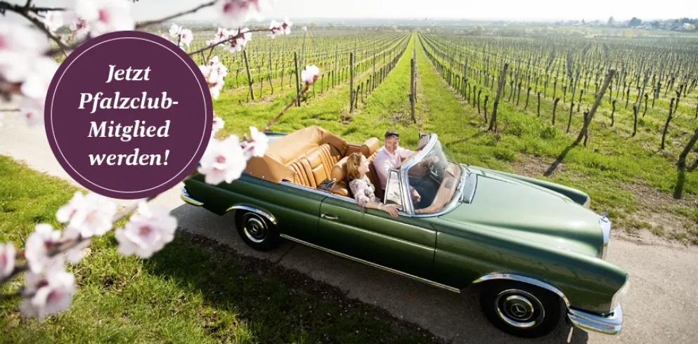 Ein Mann und eine Frau fahren im Cabrio vorbei an Pfälzer Weinbergen und Mandelbäumen