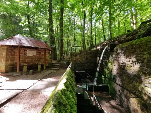 Walddusche in Gleisweiler