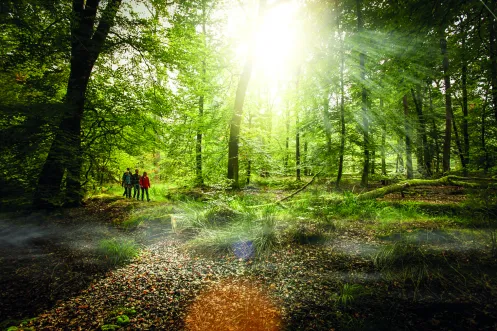 Wandern auf dem Schaidter Westwallweg