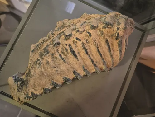 Imposantes Ausstellungsstück: der Backenzahn eines Mammuts.