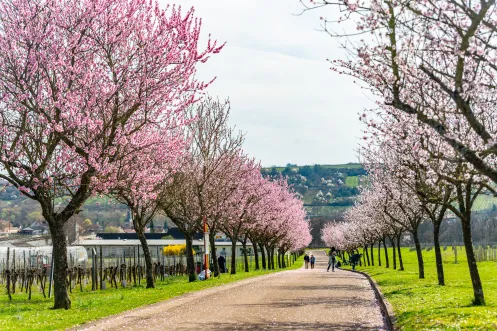 Unterwegs auf dem Pfälzer Mandelpfad