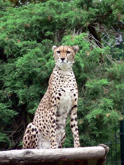 Sudan-Gepard im Zoo Landau