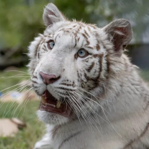 Die argentinische Tigerin Charlotta wurde durch eine Rettungsaktion aus illegaler Tierhaltung befreit.