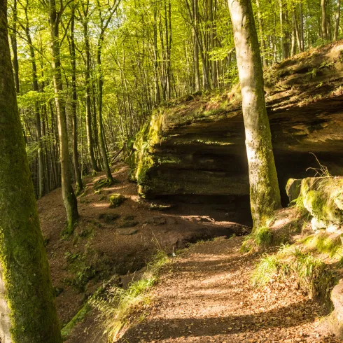 Pirmasens Felsenwald