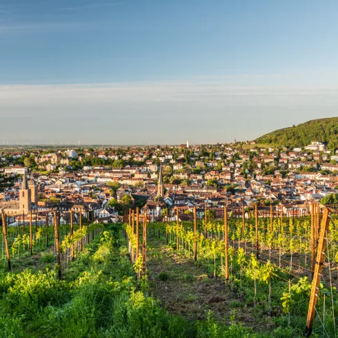Blick über Neustadt an der Weinstraße