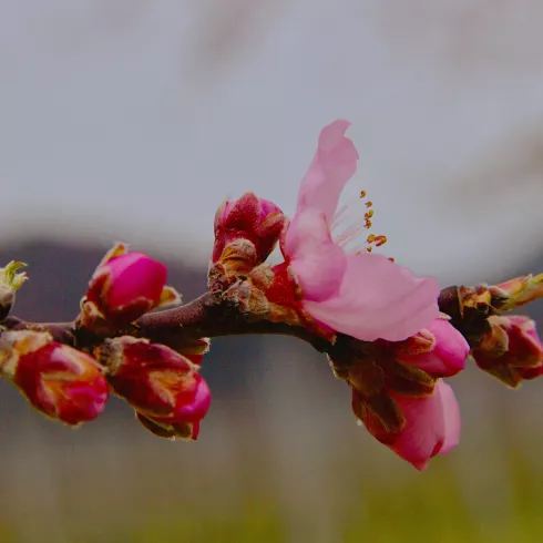 Mandelblüte in der Pfalz
