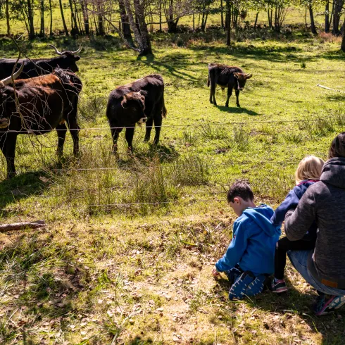 Auerochsenweg St. Martin