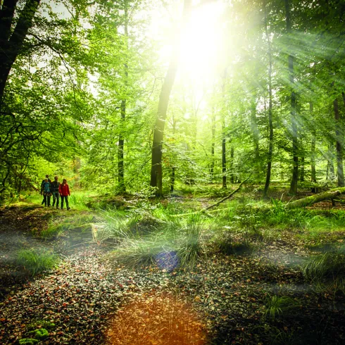 Wandern auf dem Schaidter Westwallweg